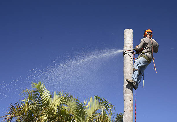 Best Tree Mulching  in Coalville, UT