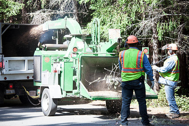 Best Tree Removal  in Coalville, UT