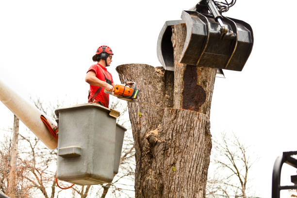 Best Tree Health Inspection  in Coalville, UT